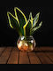 Planta Sansevieria Hidroponică Pentru Interior 12/25cm Con Transparent Din Sticlă 480ml