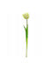 White Tulip Saska Garden