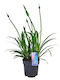 Agapanthus 'su Casa' 17см
