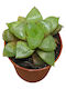 Haworthia Comptoniana 5.5cm