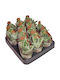 Gasteria Cv Grünes Eis 6,5cm