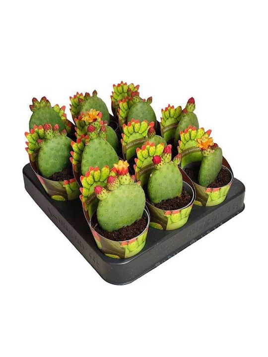 Opuntia Inamoena 6.5cm Opuntia Inamoena 6.5cm