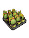 Opuntia Inamoena 6.5cm