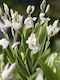 Bletilla Striata Albă Orhidee De Grădină