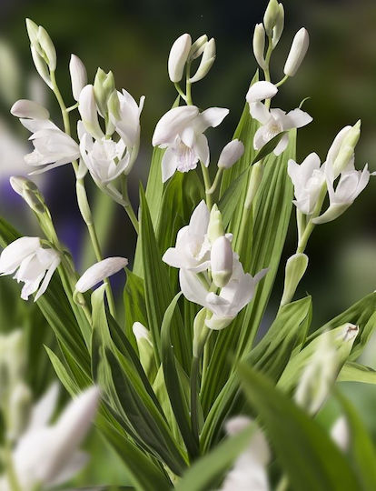 Bletilla Striata Alba Garden Orchid