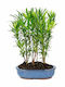 Bonsai Pădure Podocarpus – 20 Cm