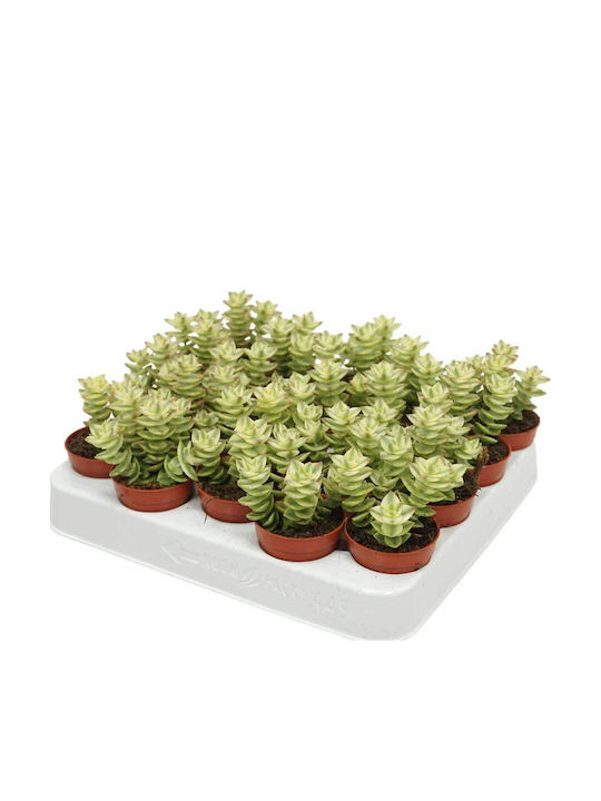 Crassula Perforata F Variegata 5.5cm