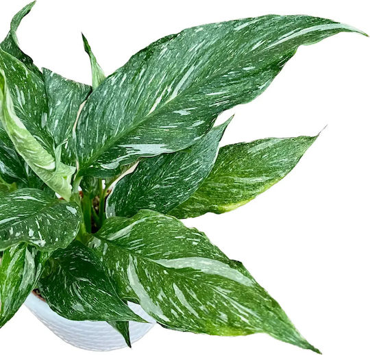 Spathiphyllum Variegata
