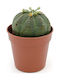 Euphorbia Obesa