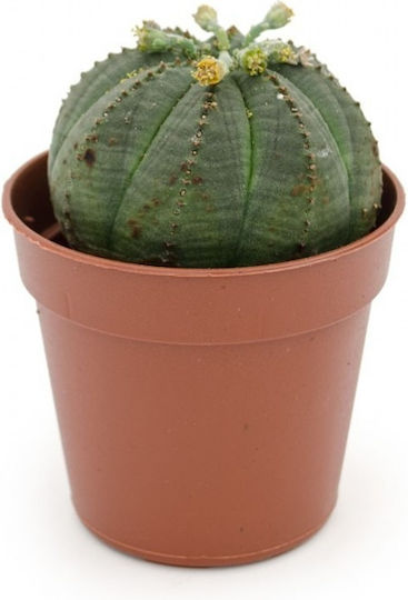 Euphorbia Obesa Euphorbia Obesa