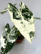 Zebra Alocasia Frydek Variegata