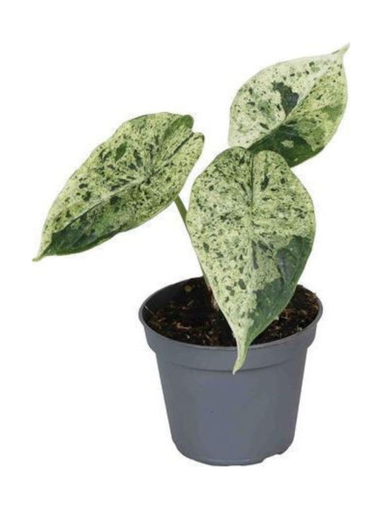 Alocasia Dragon Scale Mint Small