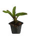 Neoregelia Punctatissima