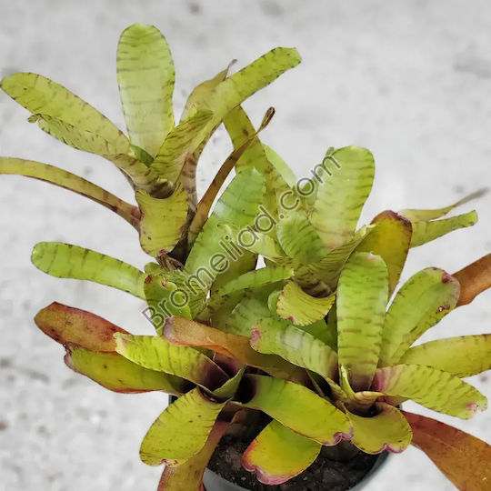 Neoregelia Tigrina