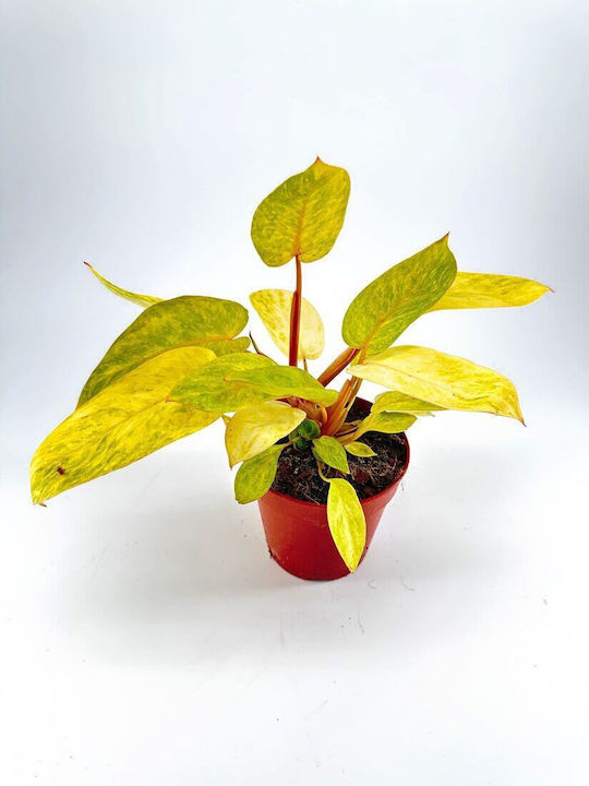 Philodendron Medisa | Skroutz.gr