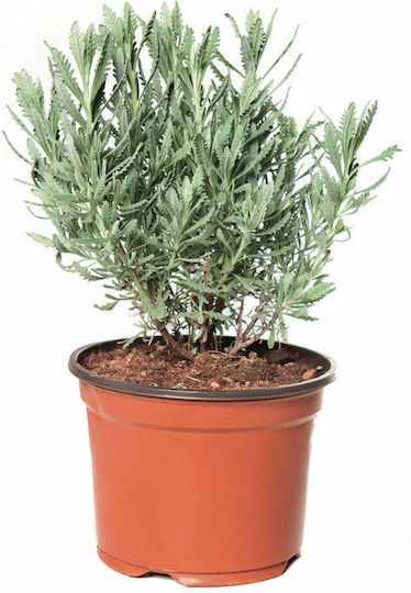 Lavendel Topf 2 Lt