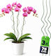 Kadax Spiral Plant Stake Green 75 Cm 3 Pcs