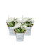 Set 3 Flori Artificiale În Ghivece Relaxdays Albe 21x18cm