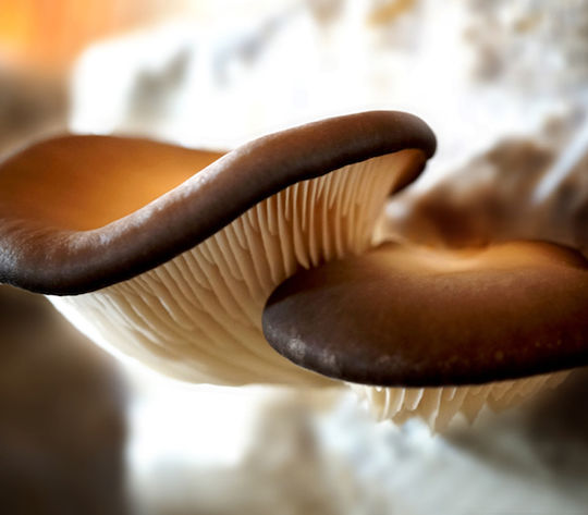 5-Hour Mushroom Cultivation Seminar + Meal No100 4 Persons