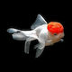 Oranda Red White Lion Head 8-10cm