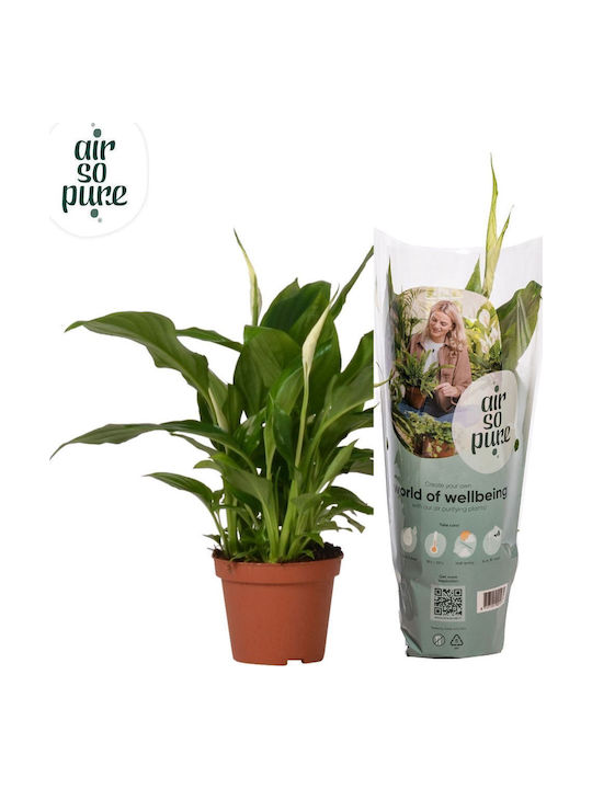 Σπαθίφυλλο Spathiphyllum Sweet Chico Peace Lily 4+ Σπαθίφυλλο Spathiphyllum Sweet Chico Peace Lily 4+