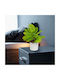 Plantă Decorativă Artificială Monstera 22 Cm În Ghiveci Design Realist Decor Acasă Birou