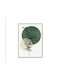 Framed & Glazed Canvas "silhouette Leaves",50x70cm