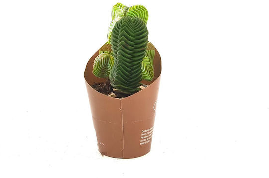 Succulent Crassula Buddha’s Temple