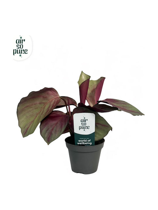 Καλαθέα Calathea Silver Plate Καλαθέα Calathea Silver Plate