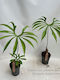 Floare De Coadă (Anthurium) Anthurium Pedatoradiatum Premium XXL