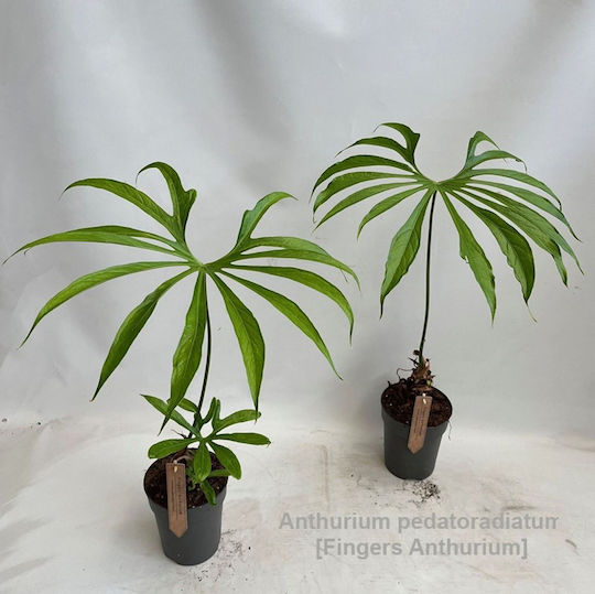 Floare De Coadă (Anthurium) Anthurium Pedatoradiatum Premium XXL Floare De Coadă (Anthurium) Anthurium Pedatoradiatum Premium XXL