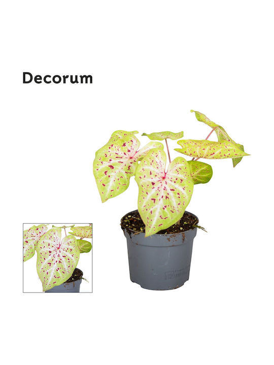 Καλάδιουμ Caladium Miss Muffet Καλάδιουμ Caladium Miss Muffet