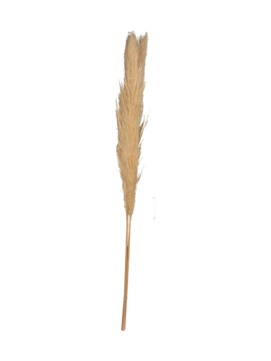 Αποξηραμένα Άνθη Pampas 100–115 Cm 4 Διαφορετικά Σχέδια Φυσικά Χρώματα
