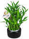 Lucky Bamboo Συνθεση Μαύρο Πήλινο Κασπώ 10 X 25cm Milvaflowers