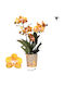 Phalaenopsis Multiflora Las Vegas Jewel Kolibri Orchids 3 Stems