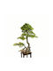 Supergreens Artificial Bonsai Pine Tree Compact Zen Green 90 Cm 6331-6