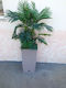 Artificial Palm Tree H1.50m