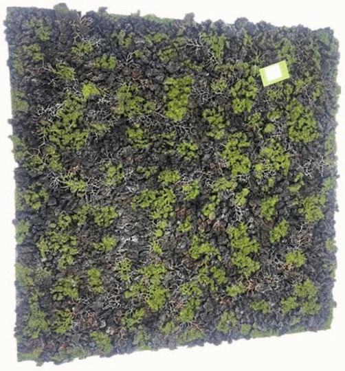 Supergreens Τεχνητή Φυλλωσιά Moss Gladonia Πράσινο Μαύρο 100x100 Εκ 3991-7