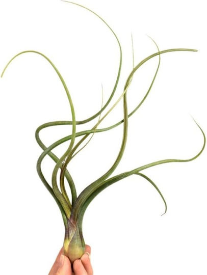 Tillandsia Baileyii