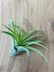 Tillandsia Brachycaulus Var.multiflora