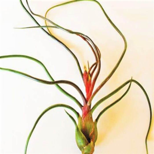 Tillandsia Bulbosa