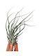 Tillandsia Seleriana