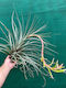 Tillandsia Rodrigueziana