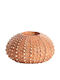 Light & Living Sea Urchin Kerzenhalter Glas in Orange Farbe 12x12x7cm