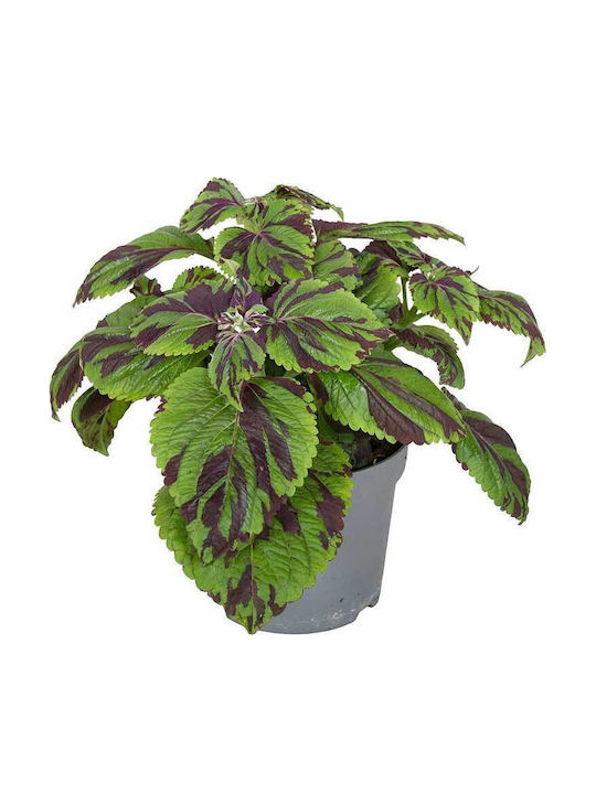 Plectranthus Coleus Grp 'tiger' 13cm Plectranthus Coleus Grp 'tiger' 13cm