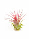 Tillandsia Lonantha Var.rubra