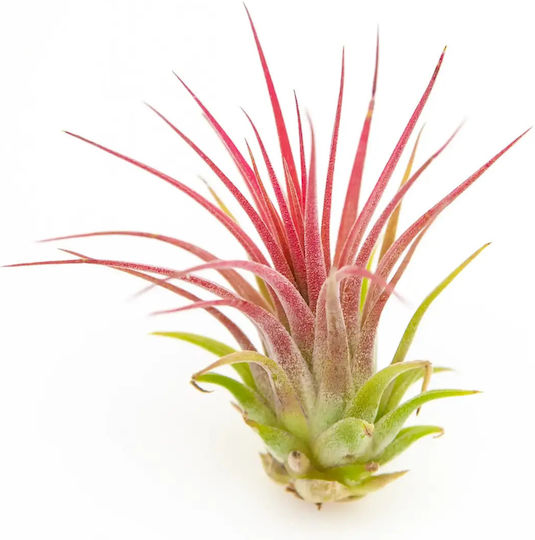 Tillandsia Lonantha Var.rubra Tillandsia Lonantha Var.rubra