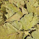Dried Apple Leaves 30 Pieces