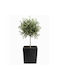 HowHomely Beton-Blumentopf Schwarz 41cm