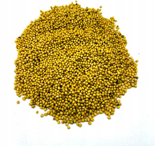 Yellow Mustard Seeds 1 Kg 100% Natural Shop